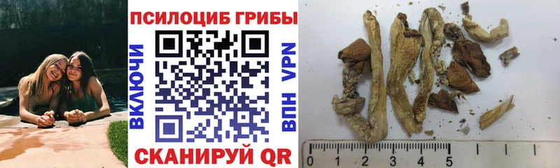 Купить где Почеп Галлюциногенные грибы прущие грибы